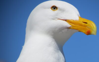 JUDITHS VÖGEL – Fotoaustellung